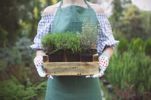 9 Best Garden Centers and Nurseries in Arizona!