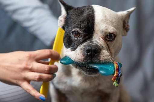 9 Best Pet Groomers in Arizona!