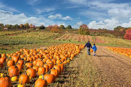 9 Best Pumpkin Patches in Arizona!